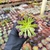 Aeonium cherry dreams Pote 9 - comprar online