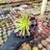 Aeonium cherry dreams Pote 9 na internet