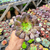 Aeonium copper kettle Pote 9 - comprar online