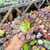 Aeonium copper kettle Pote 9 na internet