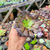 Aeonium copper kettle Pote 9 - SUCULENTAS EM CASA