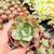 Echeveria baron bold Pote 9