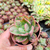 Echeveria baron bold Pote 9 - comprar online