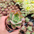 Echeveria baron bold Pote 9 na internet