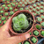 Crassula hemisphaerica Pote 9 - comprar online