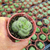 Crassula hemisphaerica Pote 9 na internet