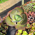 Echeveria eletric glow Pote 11