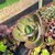 Echeveria eletric glow Pote 11 na internet