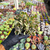 Crassula swaziensis variegata - money maker Pote 11