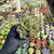 Crassula swaziensis variegata - money maker Pote 11 - comprar online