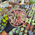 Agavoides honey pink Pote 15 - (bicéfala) - comprar online
