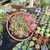 Agavoides honey pink Pote 15 - (bicéfala) na internet