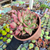 Agavoides honey pink Pote 15 - (bicéfala)