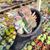 Echeveria gila cristata Pote 15 na internet