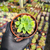 Sedum palmeri Pote 9