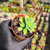 Sedum palmeri Pote 9 - comprar online