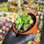 Sedum palmeri Pote 9 na internet