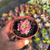 Sedum bronze variegata Pote9 - comprar online