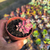 Sedum bronze variegata Pote9 na internet