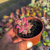 Sedum bronze variegata Pote9 - SUCULENTAS EM CASA