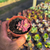 Imagem do Sedum bronze variegata Pote9