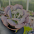 Echeveria hearts delight Pote 9 - SUCULENTAS EM CASA