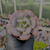 Imagem do Echeveria hearts delight Pote 9