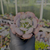 Echeveria hearts delight Pote 9