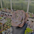Echeveria dusty rose Pote 9 na internet