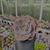 Echeveria dusty rose Pote 9 - loja online