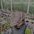 Imagem do Echeveria dusty rose Pote 9
