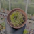 Sempervivum mahogany Pote 9 - comprar online