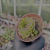 Sempervivum mahogany Pote 9 na internet