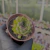 Sempervivum mahogany Pote 9 - SUCULENTAS EM CASA