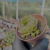 Sempervivum mahogany Pote 9 - loja online
