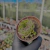 Imagem do Sempervivum mahogany Pote 9