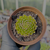 Sempervivum globiferum subsp. globiferum Pote 9 - comprar online