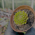 Sempervivum globiferum subsp. globiferum Pote 9 na internet