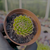 Sempervivum globiferum subsp. globiferum Pote 9 - SUCULENTAS EM CASA