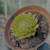 Sempervivum globiferum subsp. globiferum Pote 9 - loja online