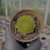 Sempervivum globiferum subsp. globiferum Pote 9