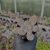 Pachyphytum (roxo) sem id Pote 9 na internet