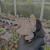 Pachyphytum (roxo) sem id Pote 9 - SUCULENTAS EM CASA