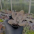 Pachyphytum (roxo) sem id Pote 9 - loja online