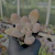 Pachyphytum (roxo) sem id Pote 9 - comprar online