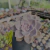 Graptoveria snow white Pote 9 - comprar online