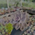 Graptoveria snow white Pote 9 na internet