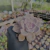 Graptoveria snow white Pote 9 - SUCULENTAS EM CASA
