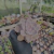 Graptoveria snow white Pote 9