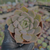 Echeveria pretty in pink Pote 9 - comprar online